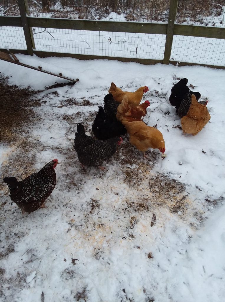 Chickens in snow in Westminster, MD