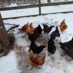 Chickens in snow