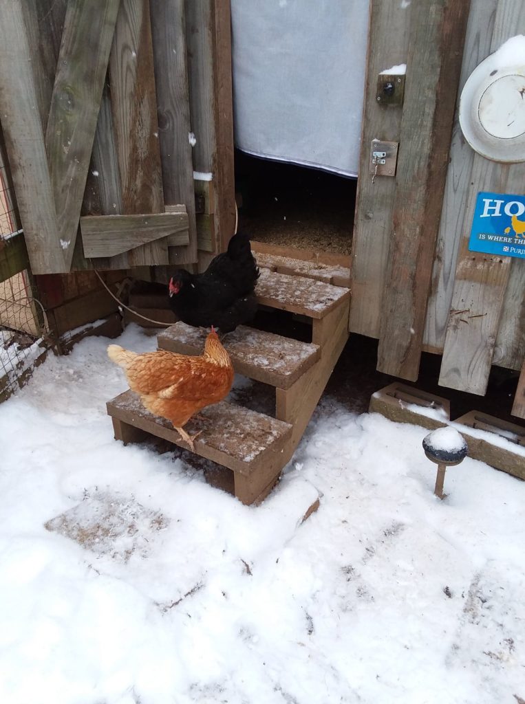 Chickens in snow