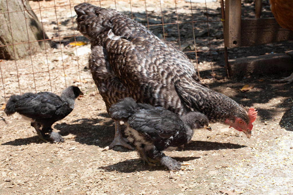 2 baby chicks with the mother hen in the yard.