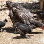 2 baby chicks with the mother hen in the yard.