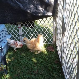 New Chickens at Moms