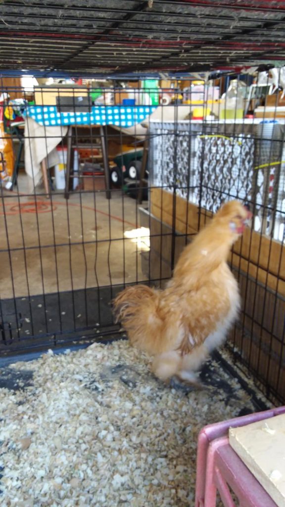 Rooster in a cage in Mom's garage.