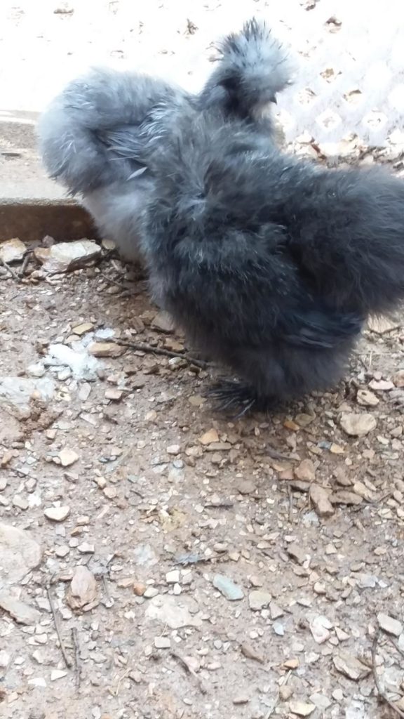 2 small, black, furry looking chickens.
