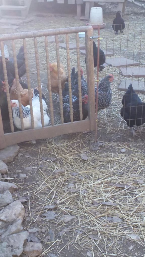 chickens separated behind a gate