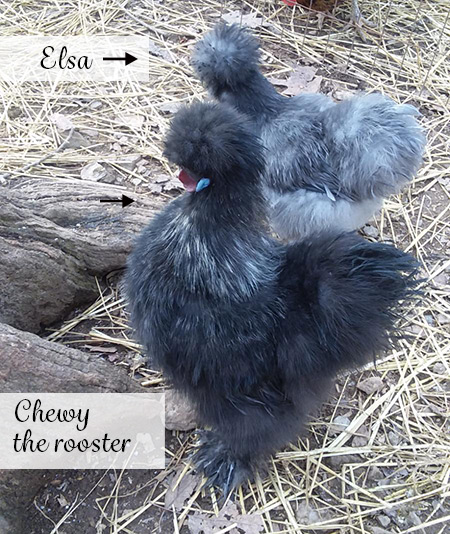 Elsa and Chewy in the yard, Mom's Silkie chickens.