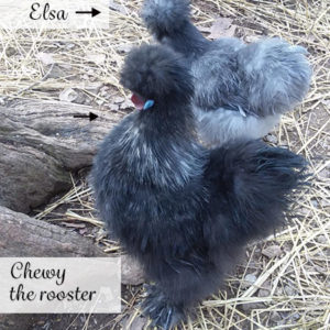 Elsa and Chewy, Mom's Silkie chickens