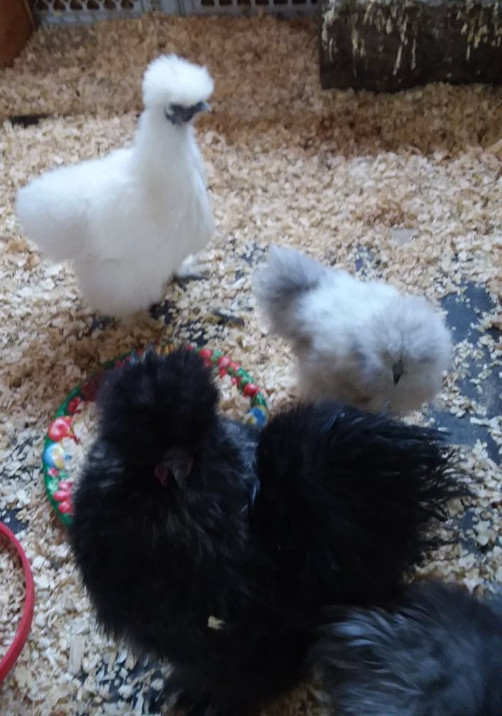 white silkie with greys