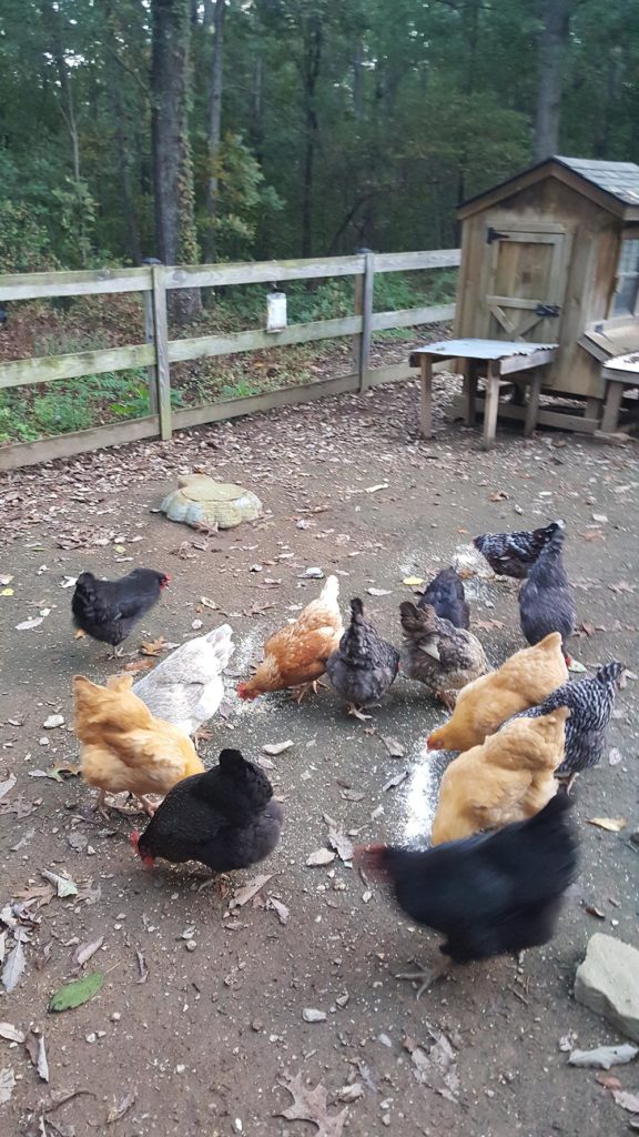 hens in the yard